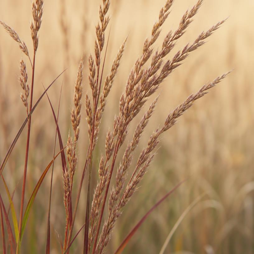 Big Bluestem grass seed heads in golden light