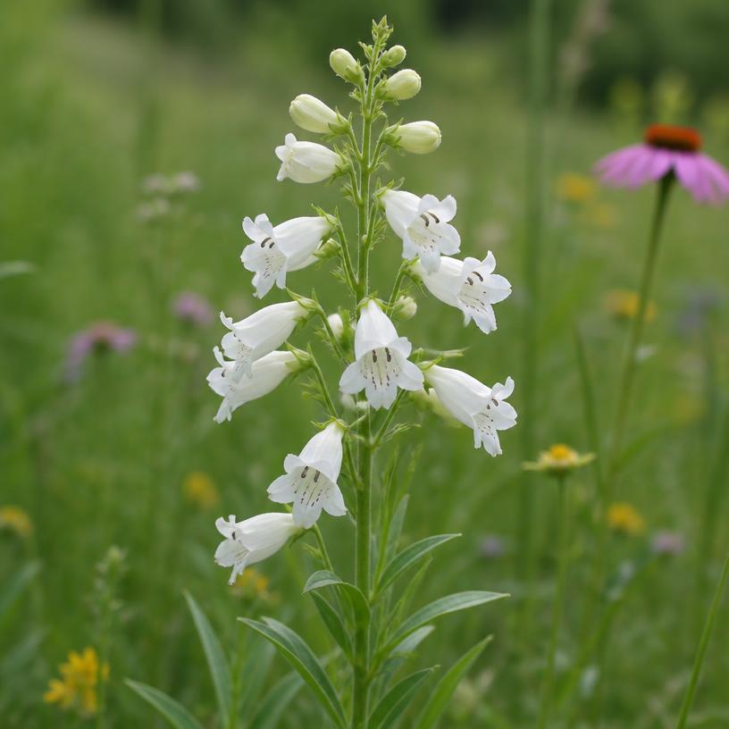 Foxglove Beardtongue with white tubular bell-shaped flowers