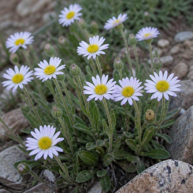 Robin's Plantain daisy-like flowers as low evergreen groundcover