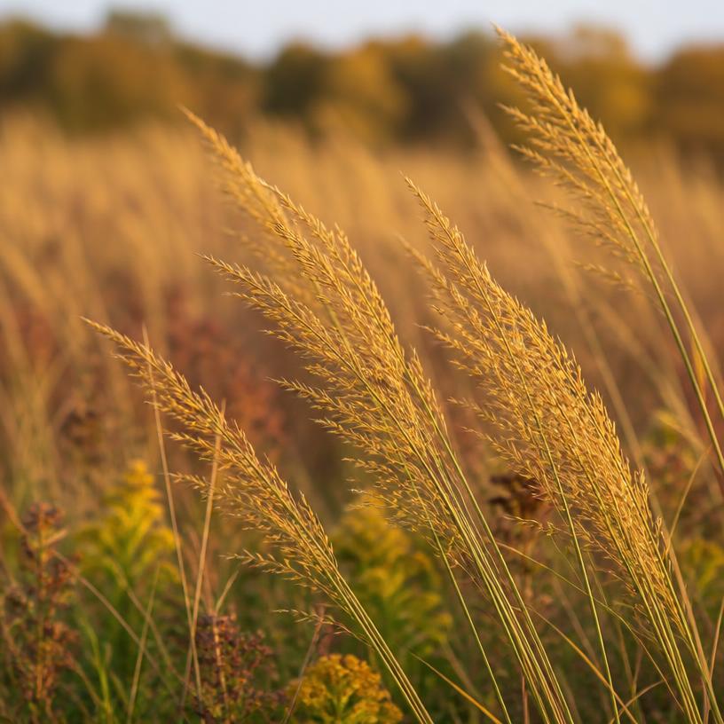 Yellow Indiangrass golden seed heads in a prairie meadow